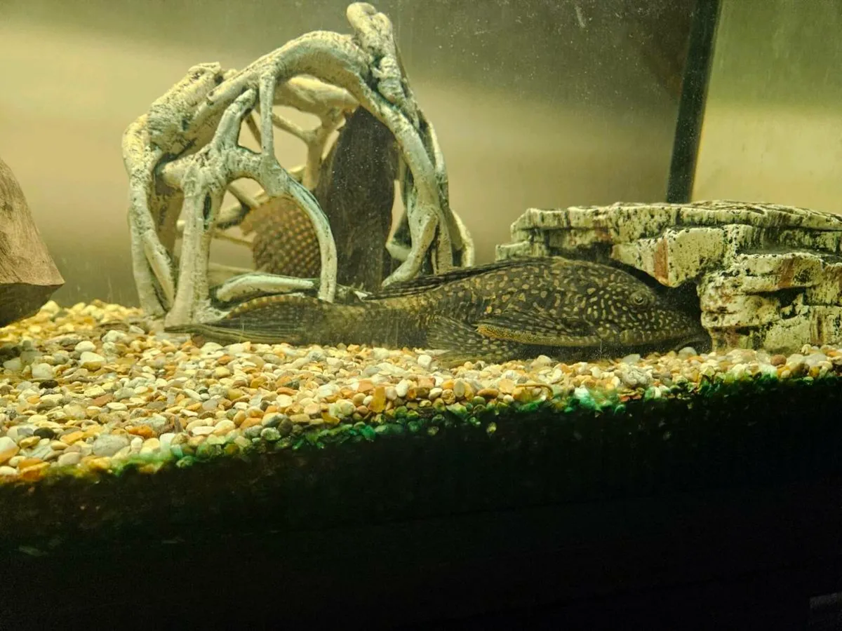 Adult Plecos - Image 4