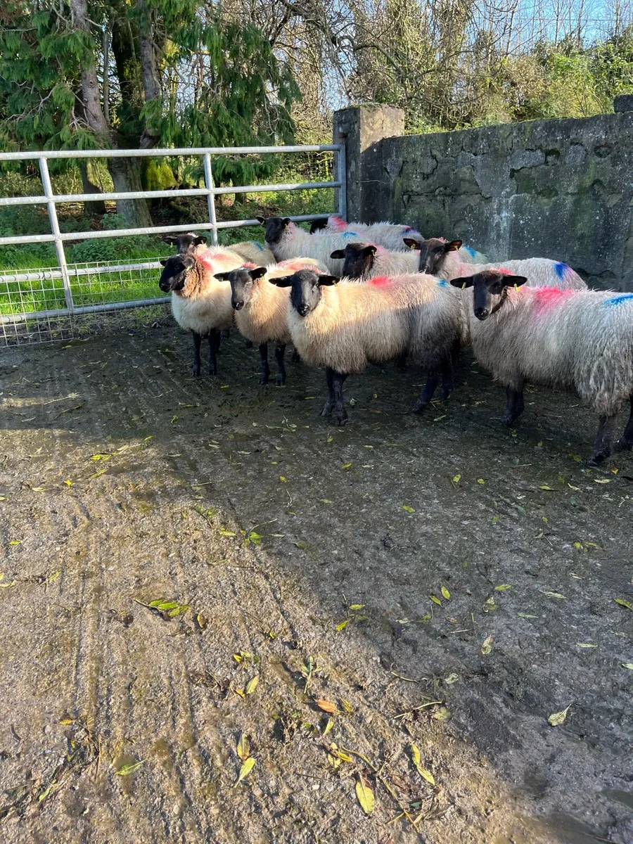 Breeding ewe lambs - Image 1