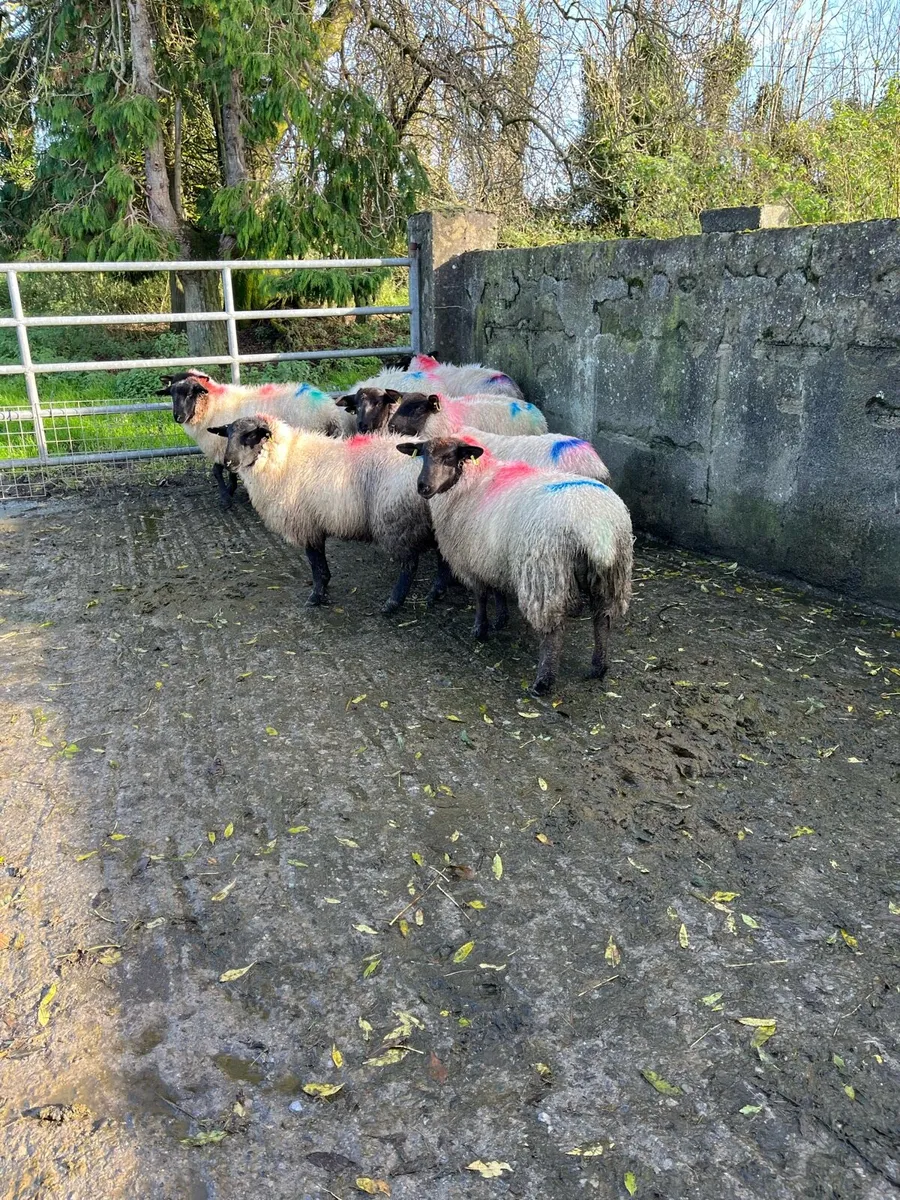 Breeding ewe lambs - Image 2