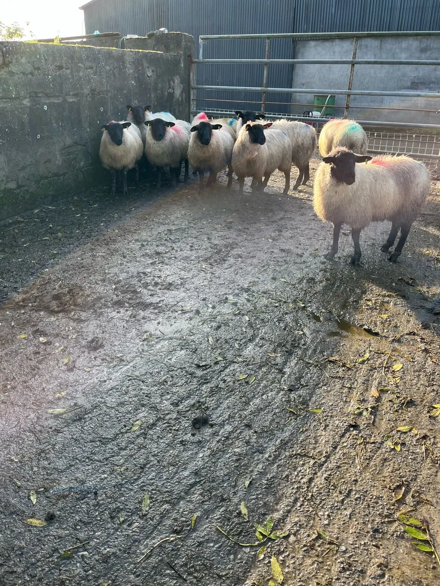 Breeding ewe lambs - Image 3
