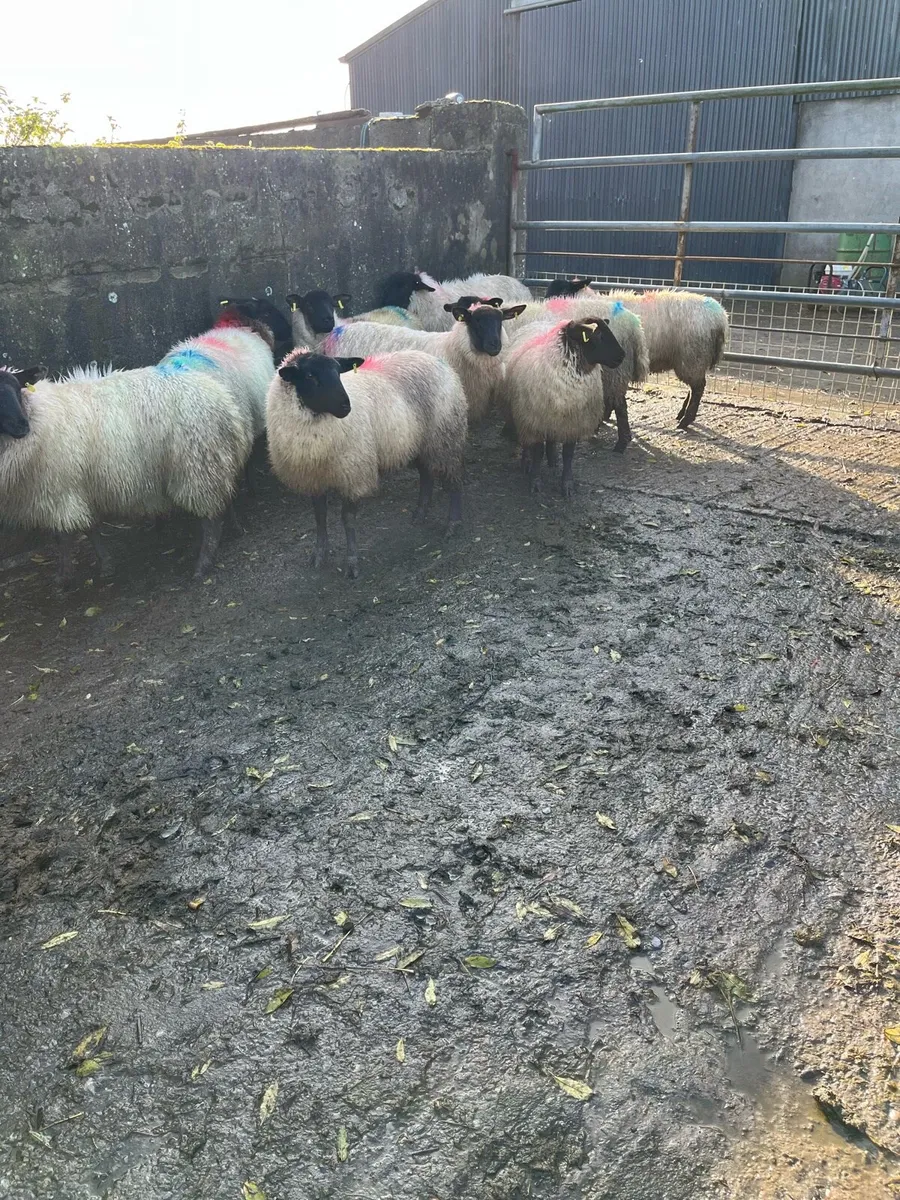 Breeding ewe lambs - Image 4