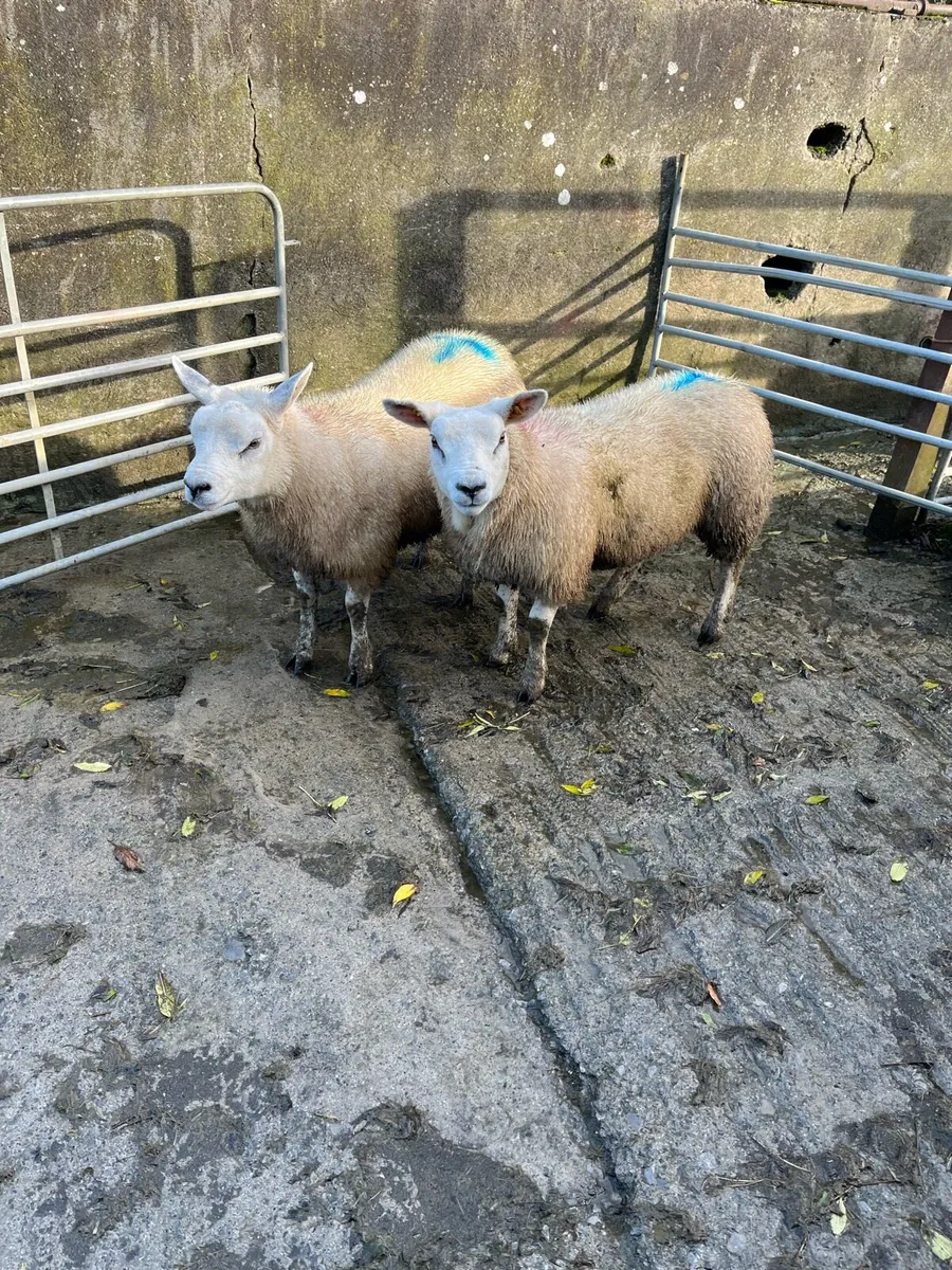 2 PBNR Texel ewe lambs - Image 1