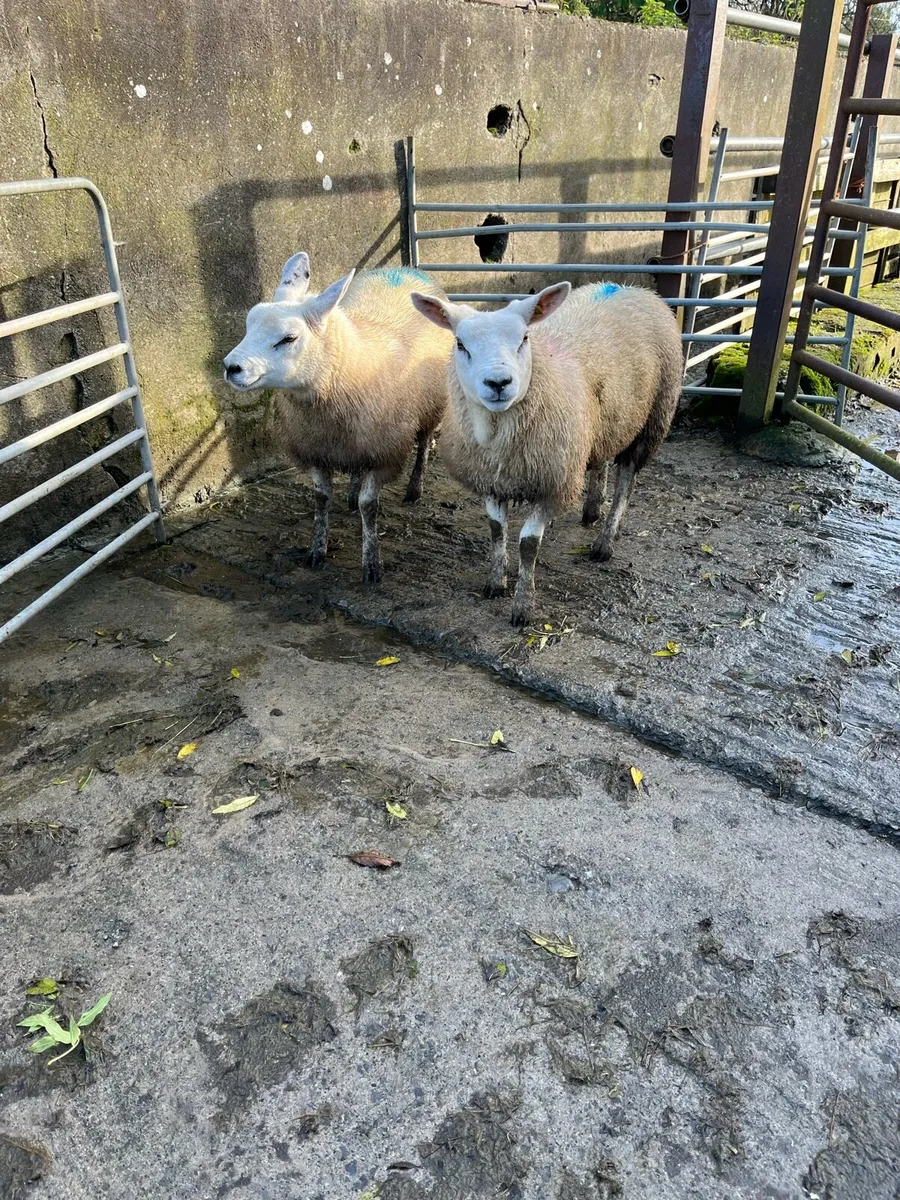 2 PBNR Texel ewe lambs - Image 2