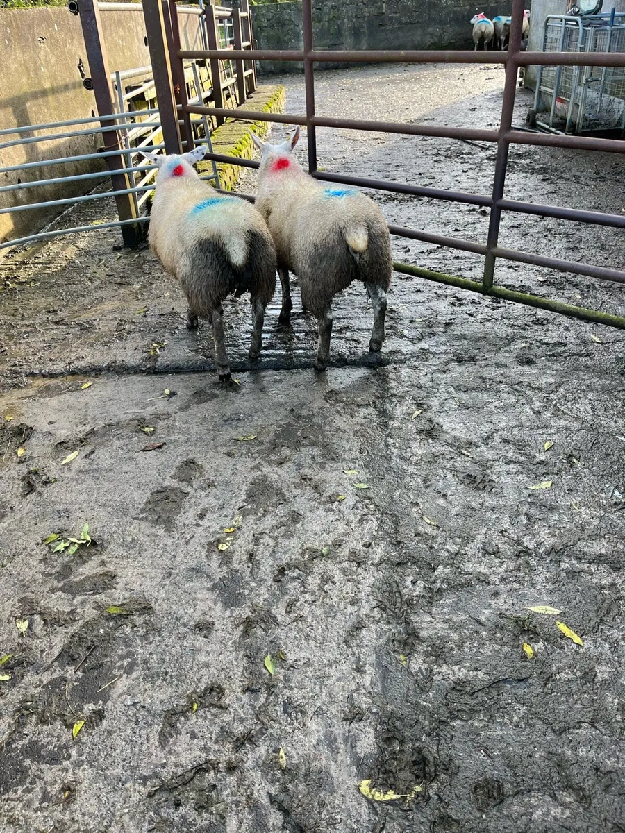 2 PBNR Texel ewe lambs - Image 3