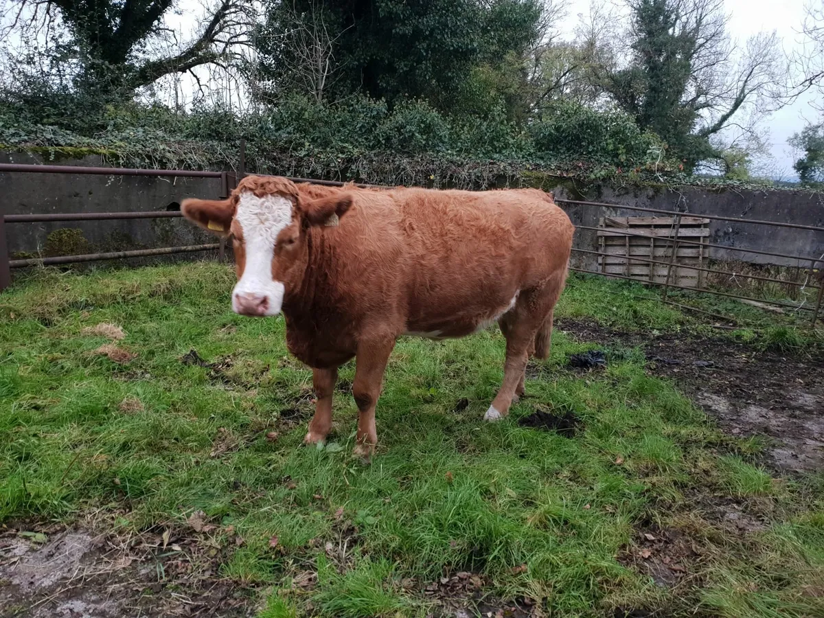Two AI bred In calf heifers with stars - Image 1