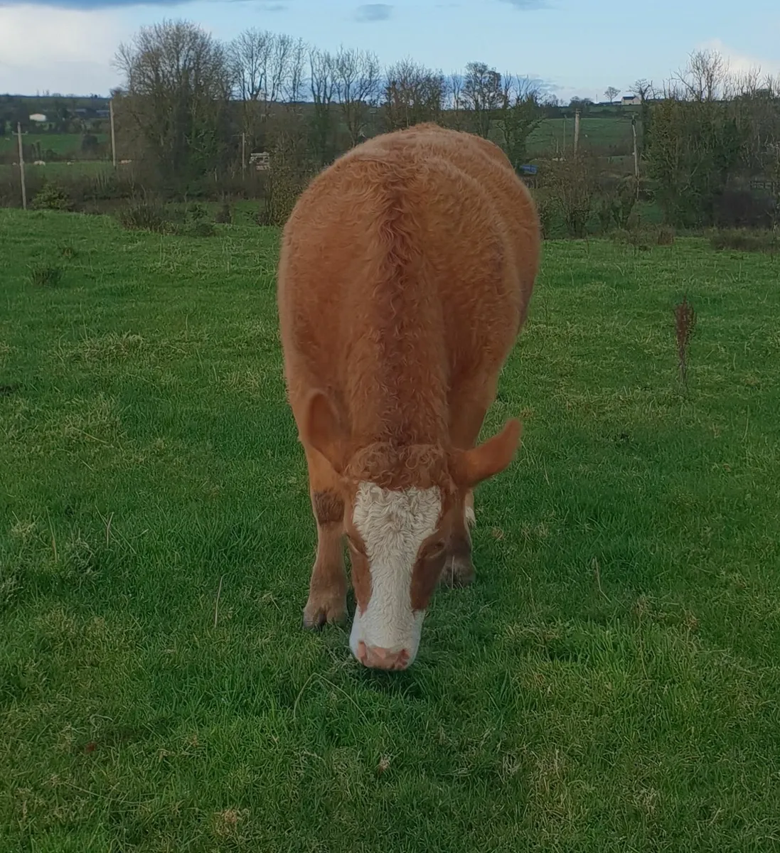 Two AI bred In calf heifers with stars - Image 2
