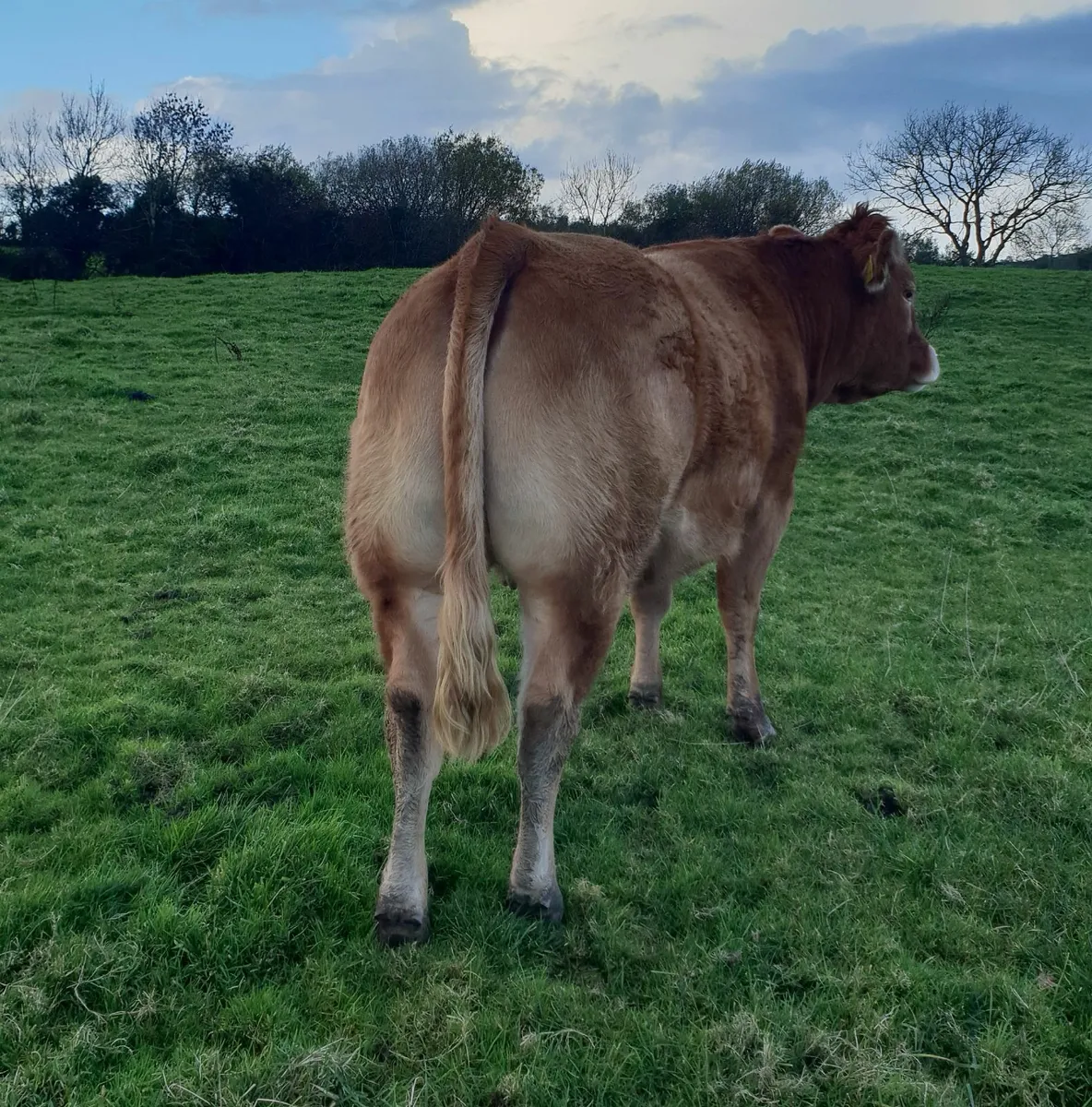 Two AI bred In calf heifers with stars - Image 3