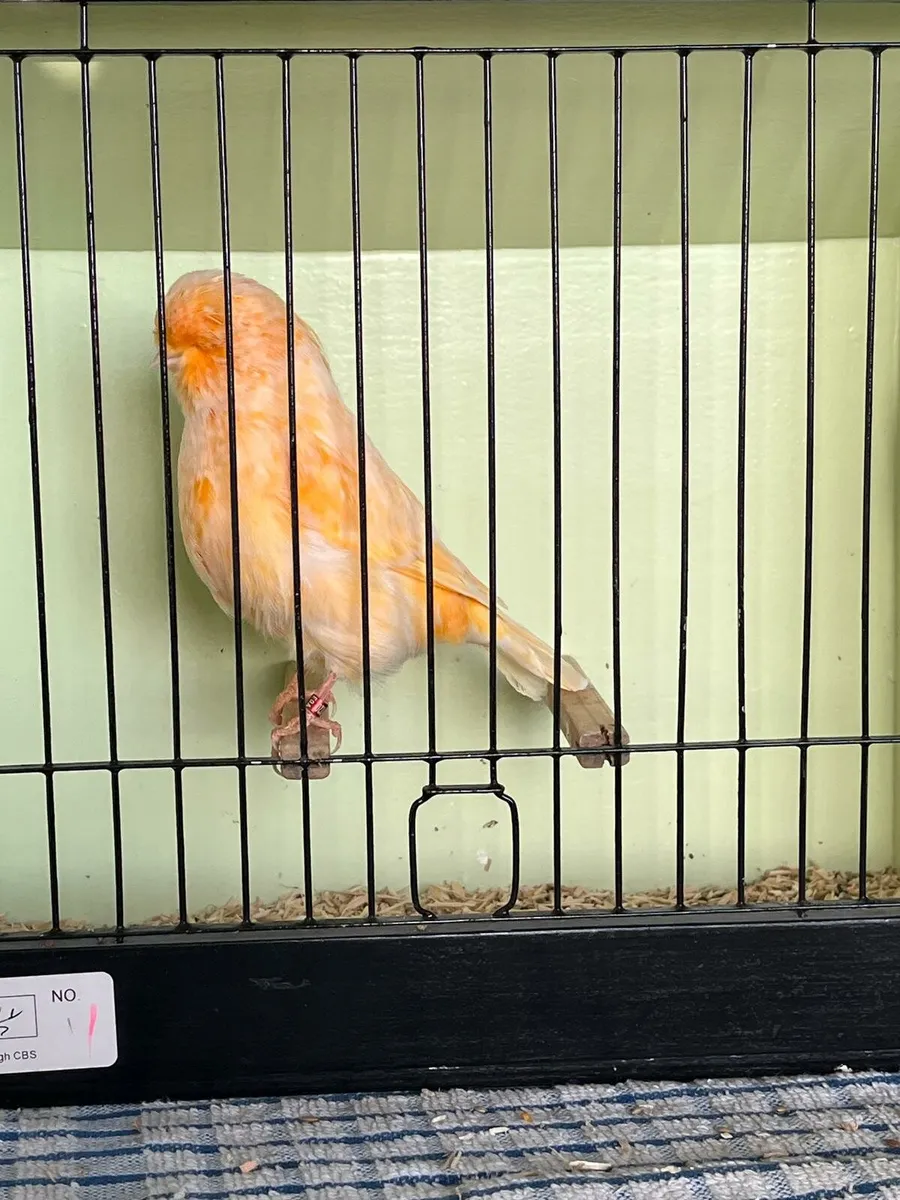 Norwich Canaries - Image 2