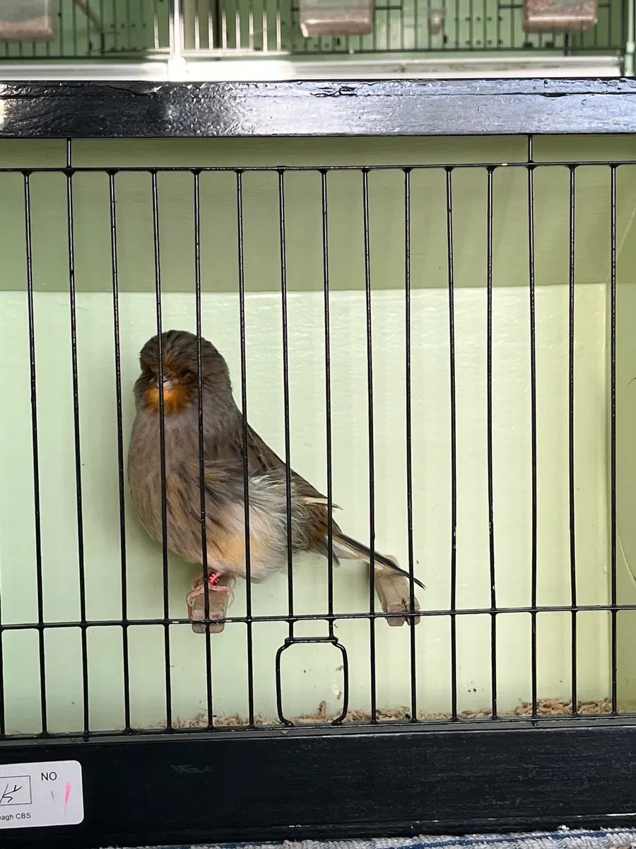 Norwich Canaries - Image 3