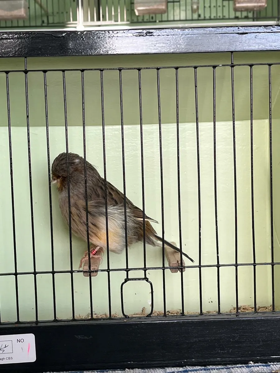 Norwich Canaries - Image 4