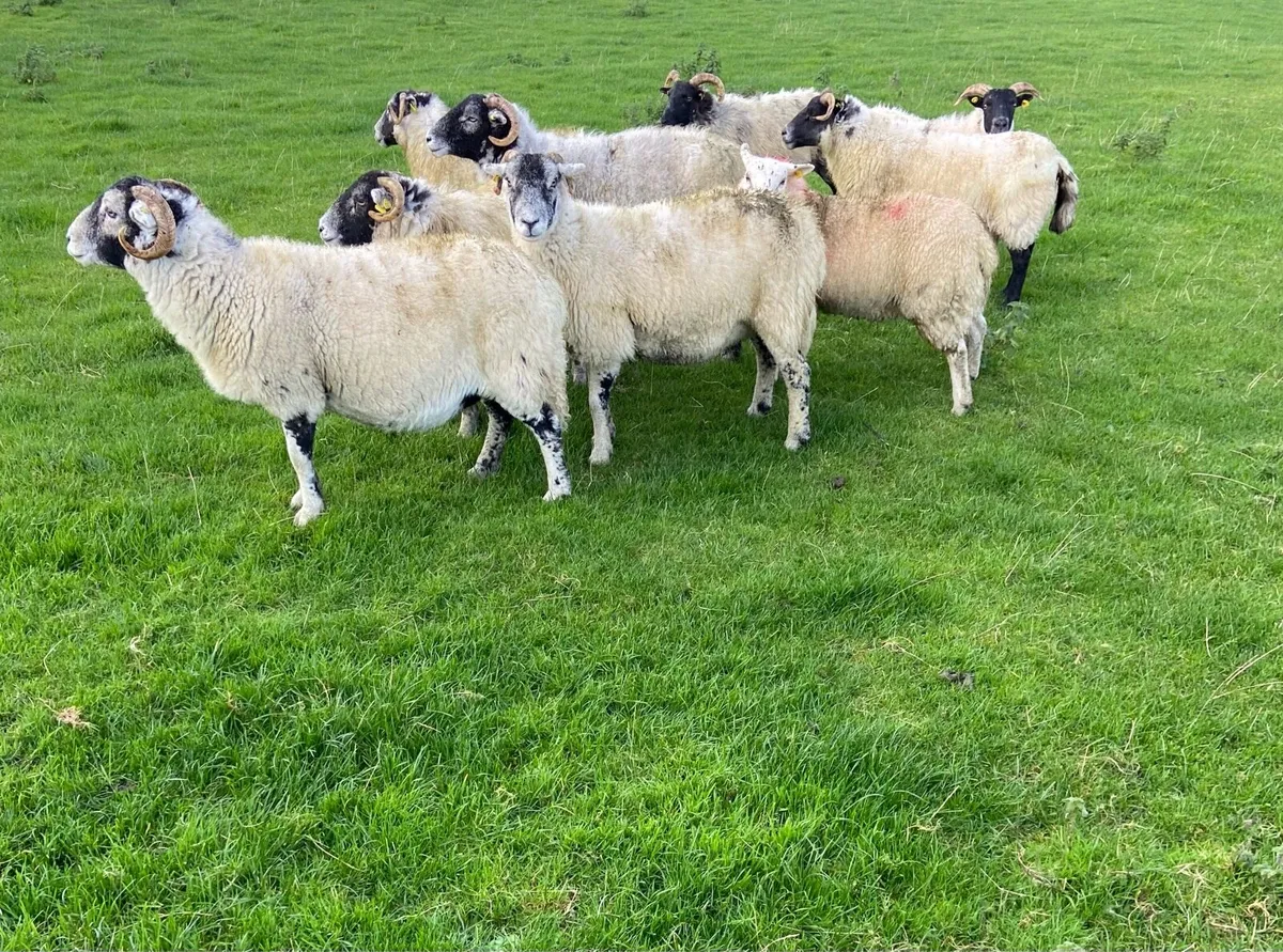 Horned breeding ewes - Image 2