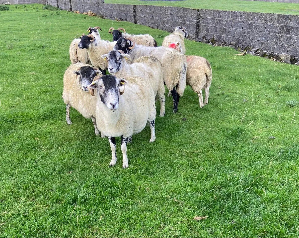 Horned breeding ewes - Image 1