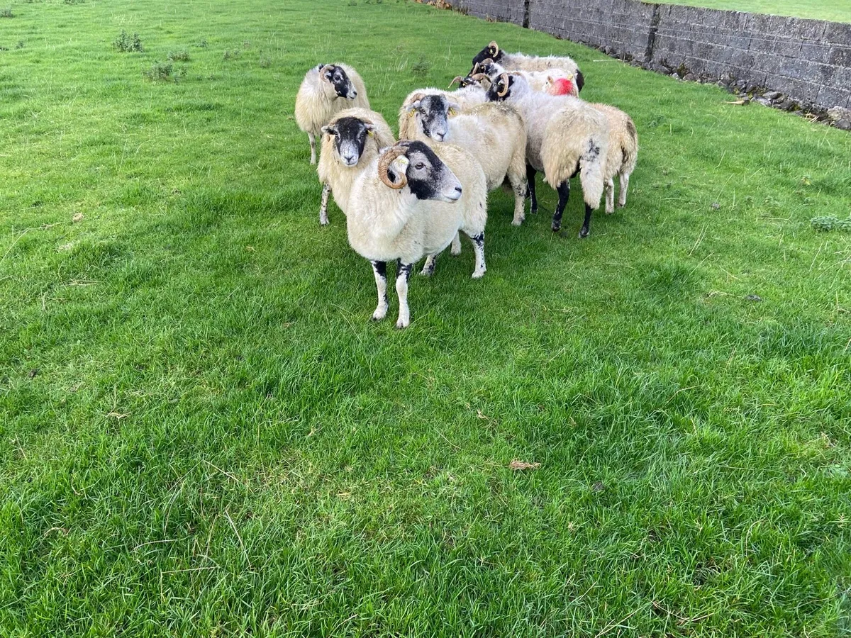 Horned breeding ewes - Image 3