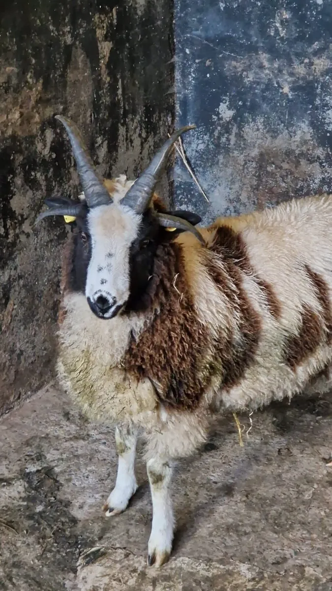 Jacob Ram - Image 1