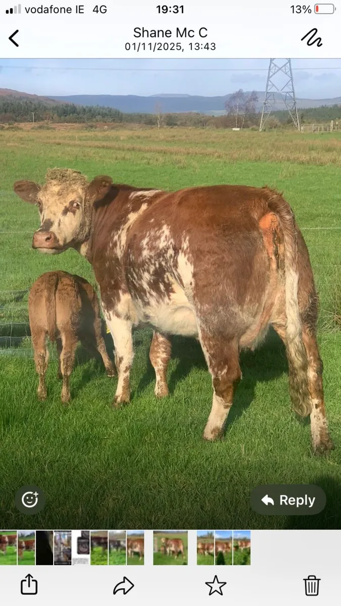 Dowra mart Wednesday 5th November - Image 2