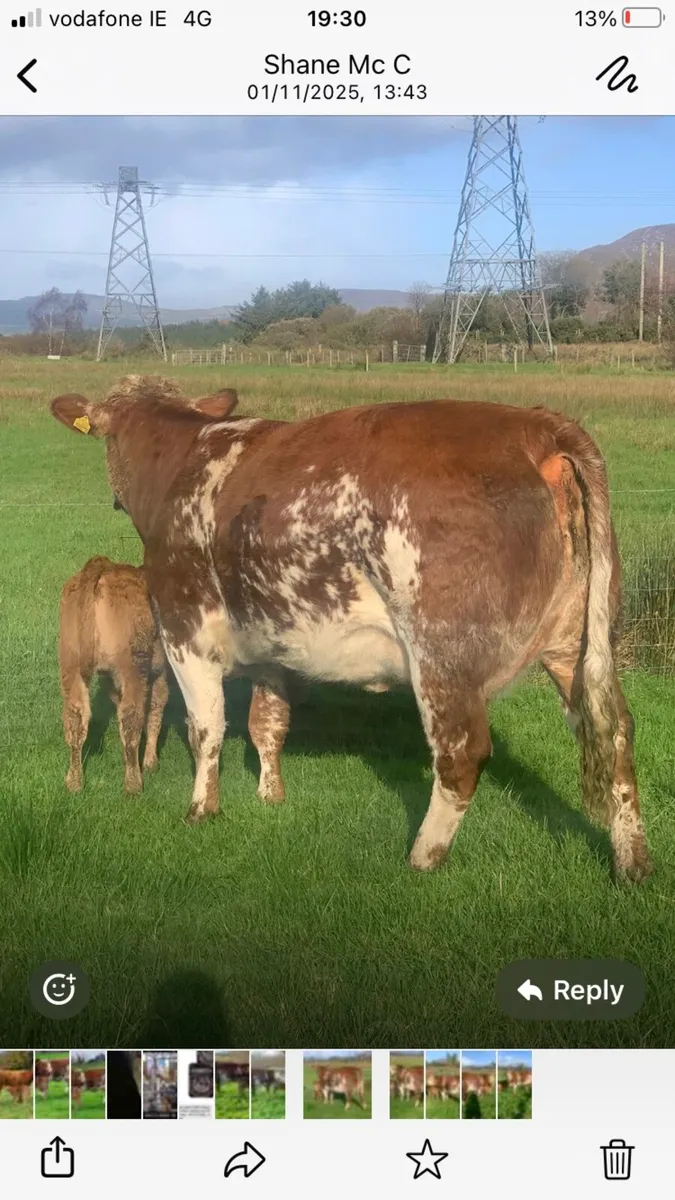 Dowra mart Wednesday 5th November - Image 3