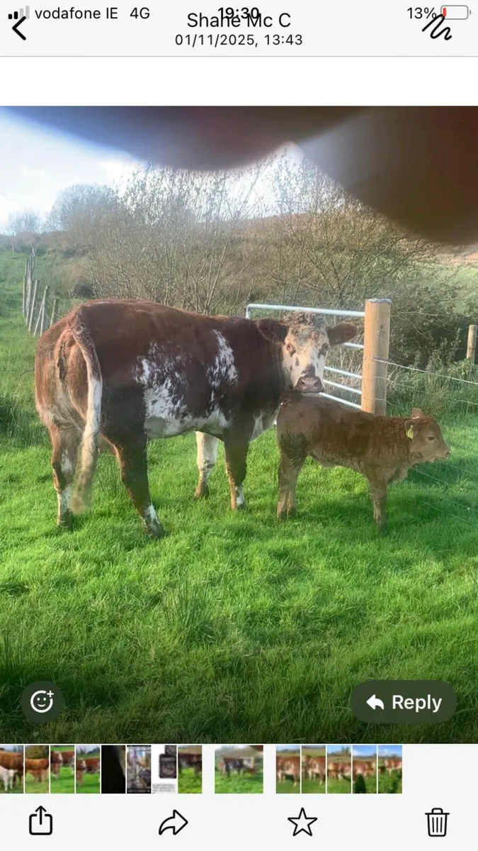 Dowra mart Wednesday 5th November - Image 4