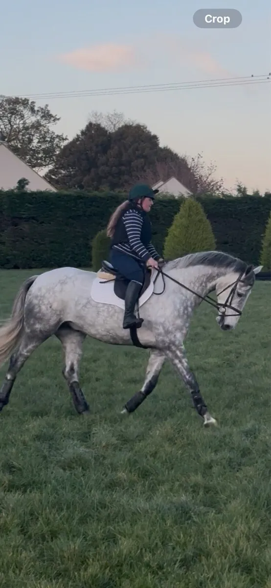 Deposit Secured - Stunning 5 year old gelding - Image 1