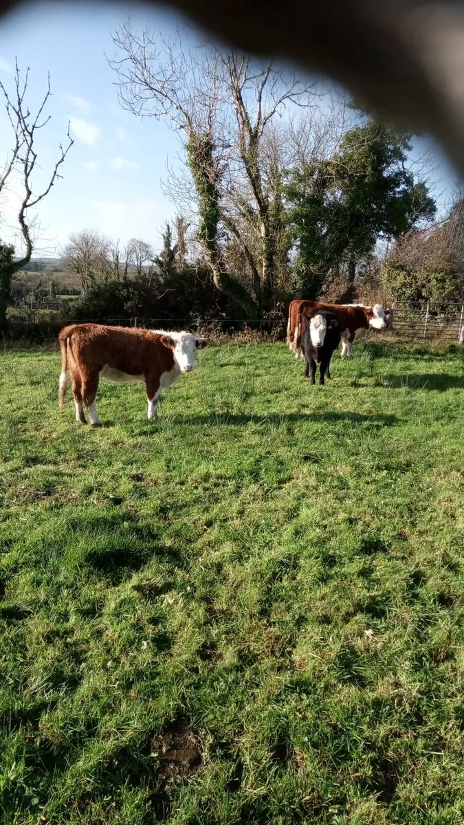Hereford heifers - Image 4