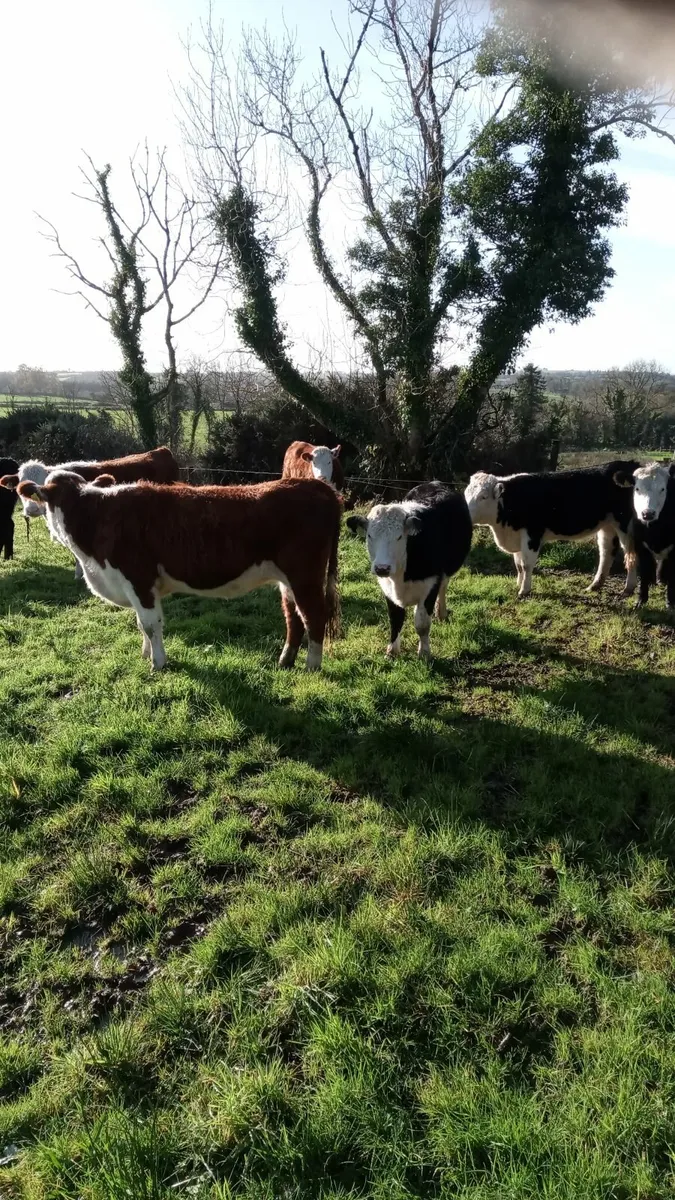 Hereford heifers - Image 1