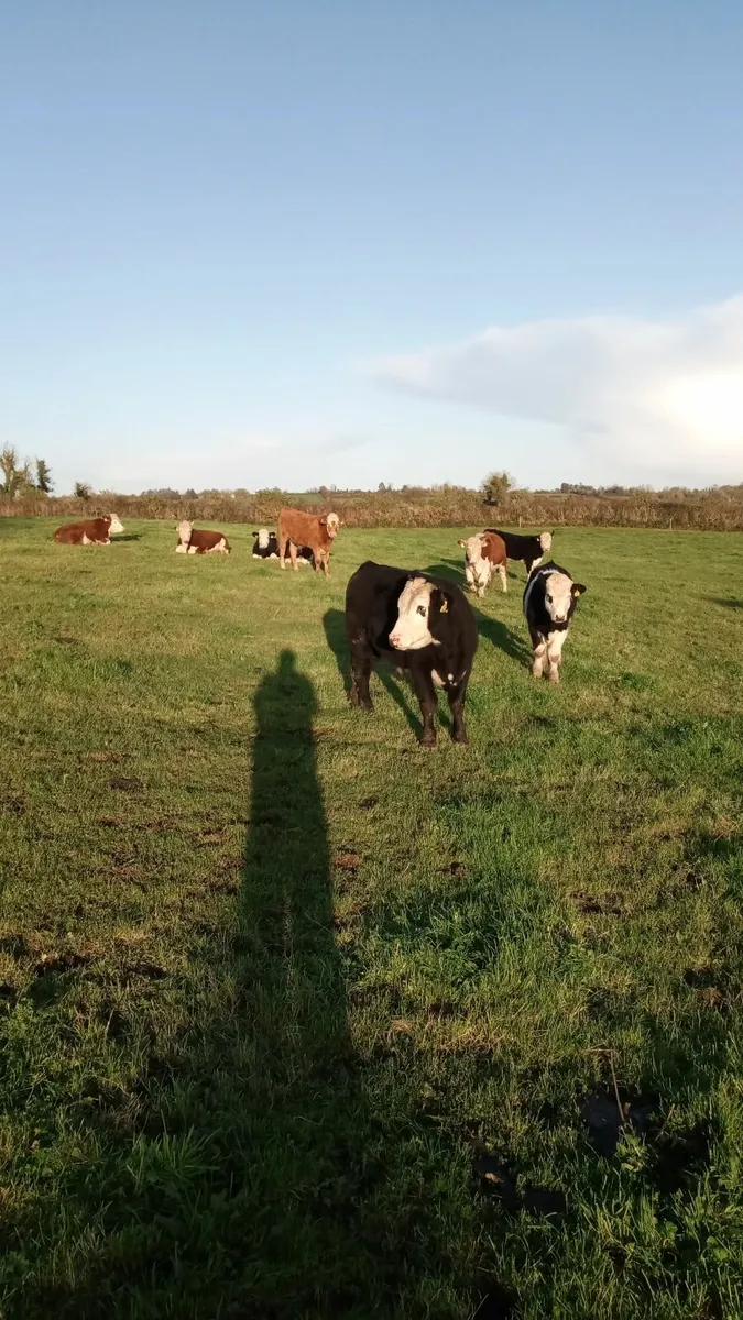 Hereford bullocks - Image 2