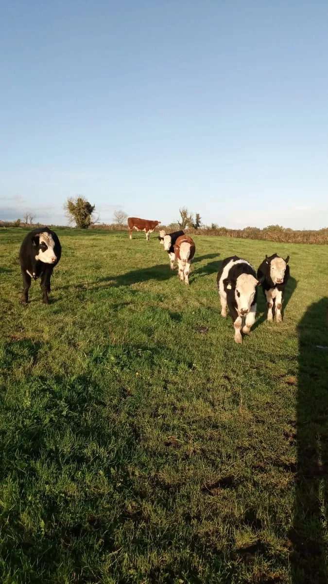Hereford bullocks - Image 3