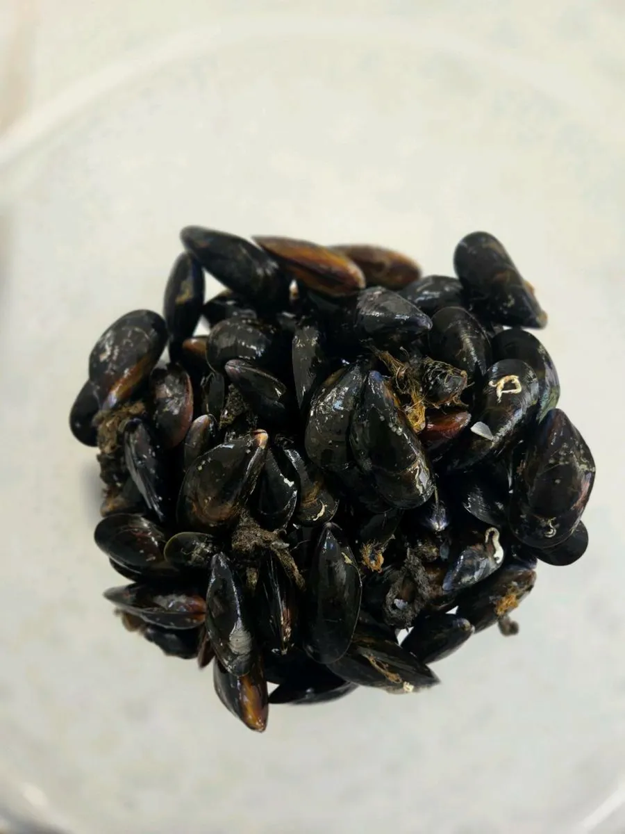 Looking for oysters mussels perriwinkles - Image 1
