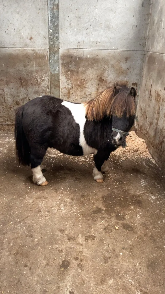 Child’s Lead -Rein Pony - Image 2