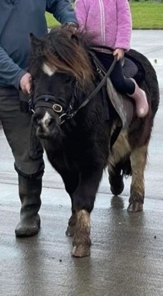 Child’s Lead -Rein Pony - Image 3