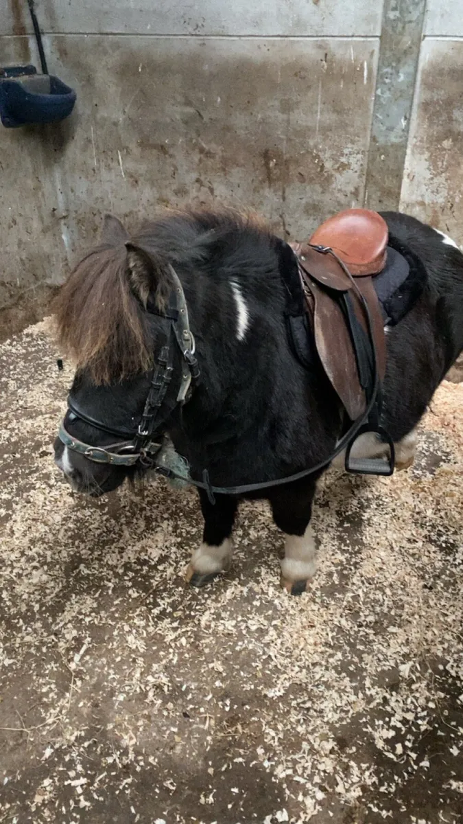 Child’s Lead -Rein Pony - Image 1