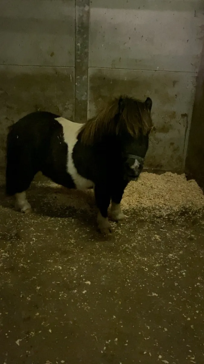 Child’s Lead -Rein Pony - Image 4