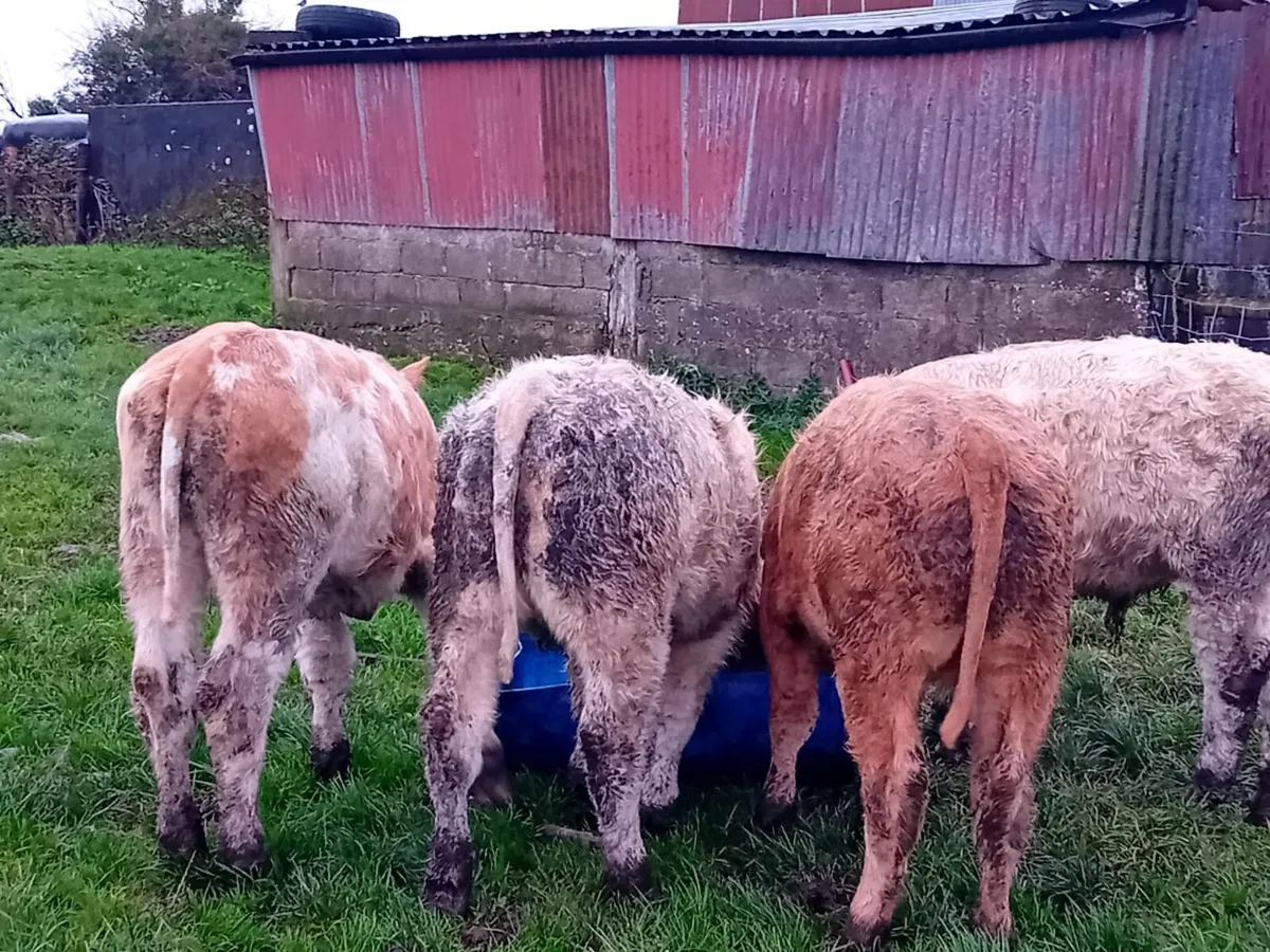4 Smashing Charlaois bull Weanlings - Image 2