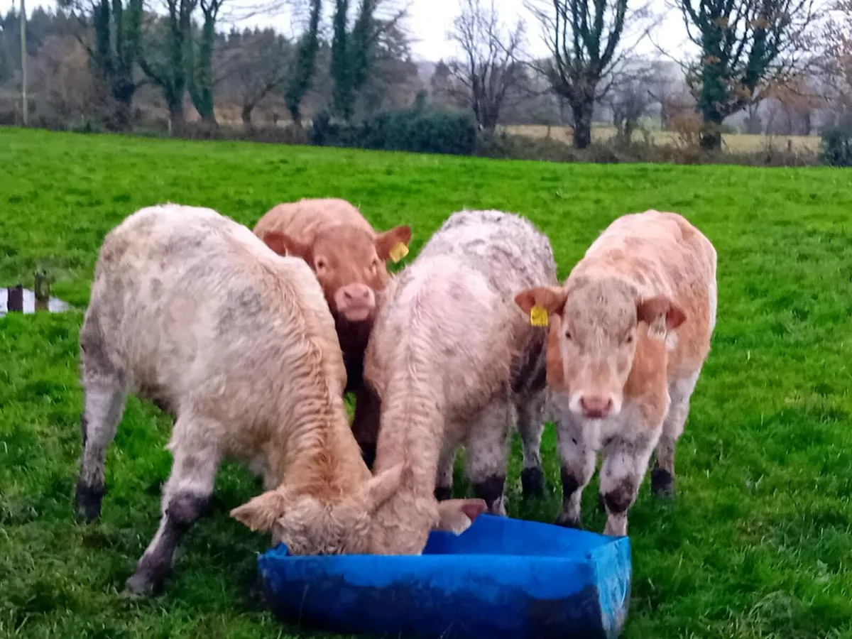 4 Smashing Charlaois bull Weanlings - Image 4