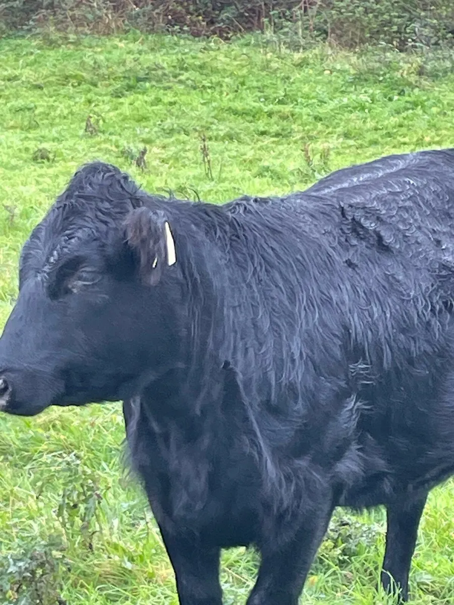 2 X Pedigree Organic Dexter Heifers in calf - Image 1