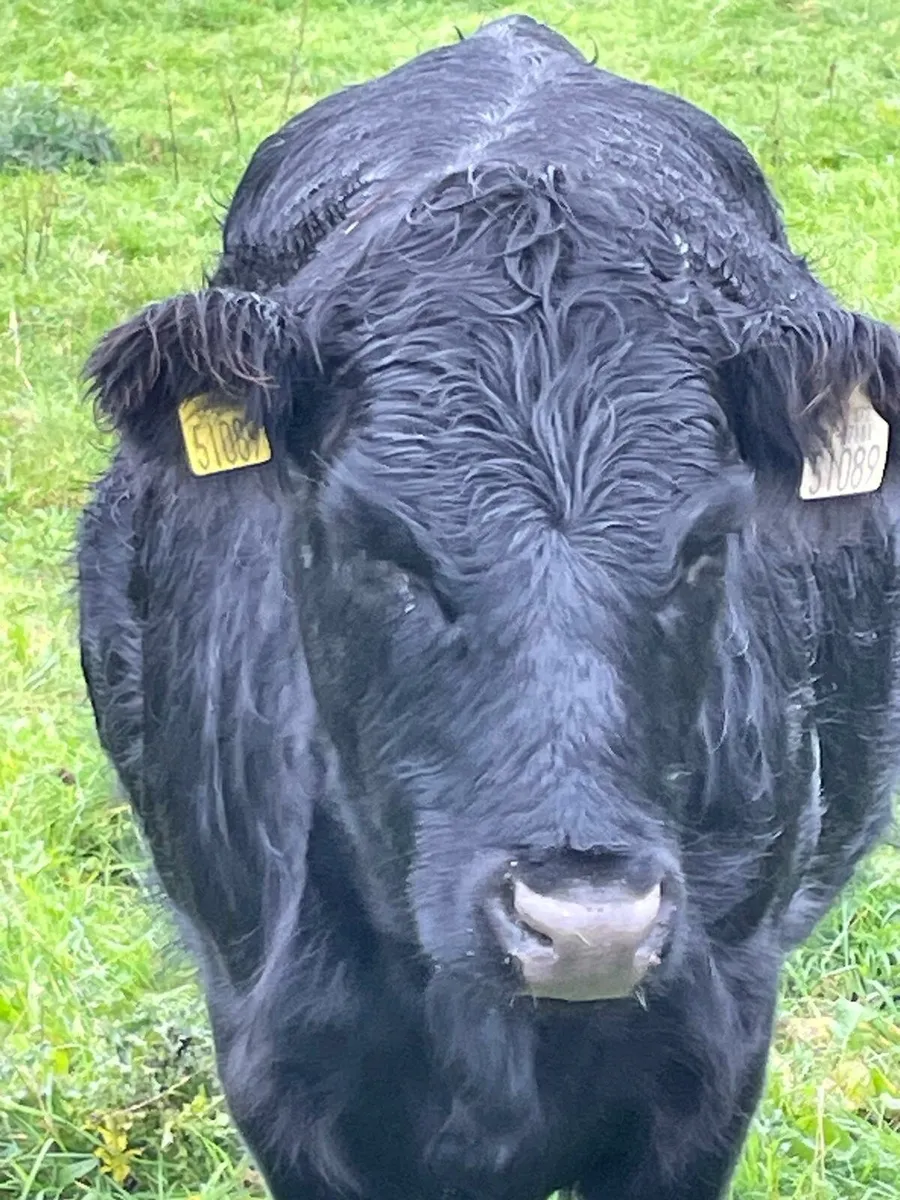 2 X Pedigree Organic Dexter Heifers in calf - Image 2