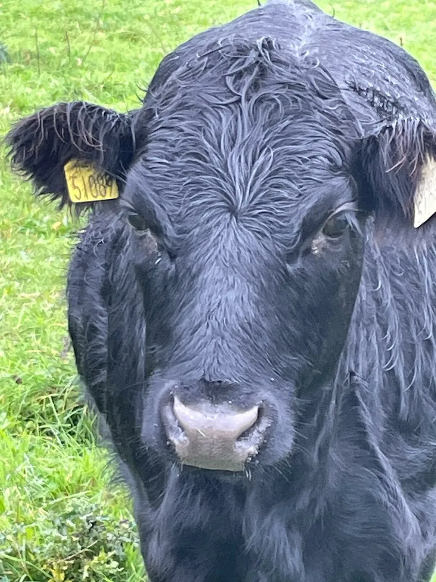 2 X Pedigree Organic Dexter Heifers in calf - Image 3