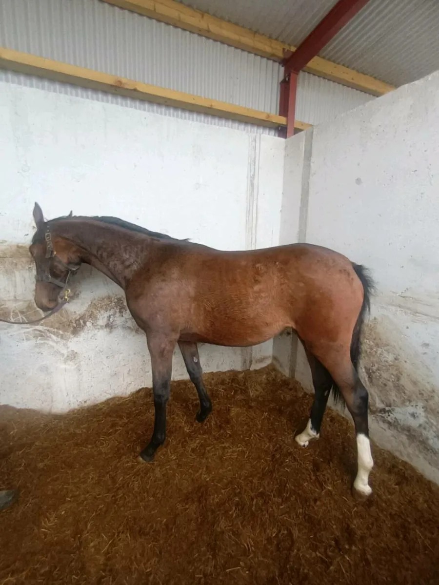 Black type jumping filly - Image 2