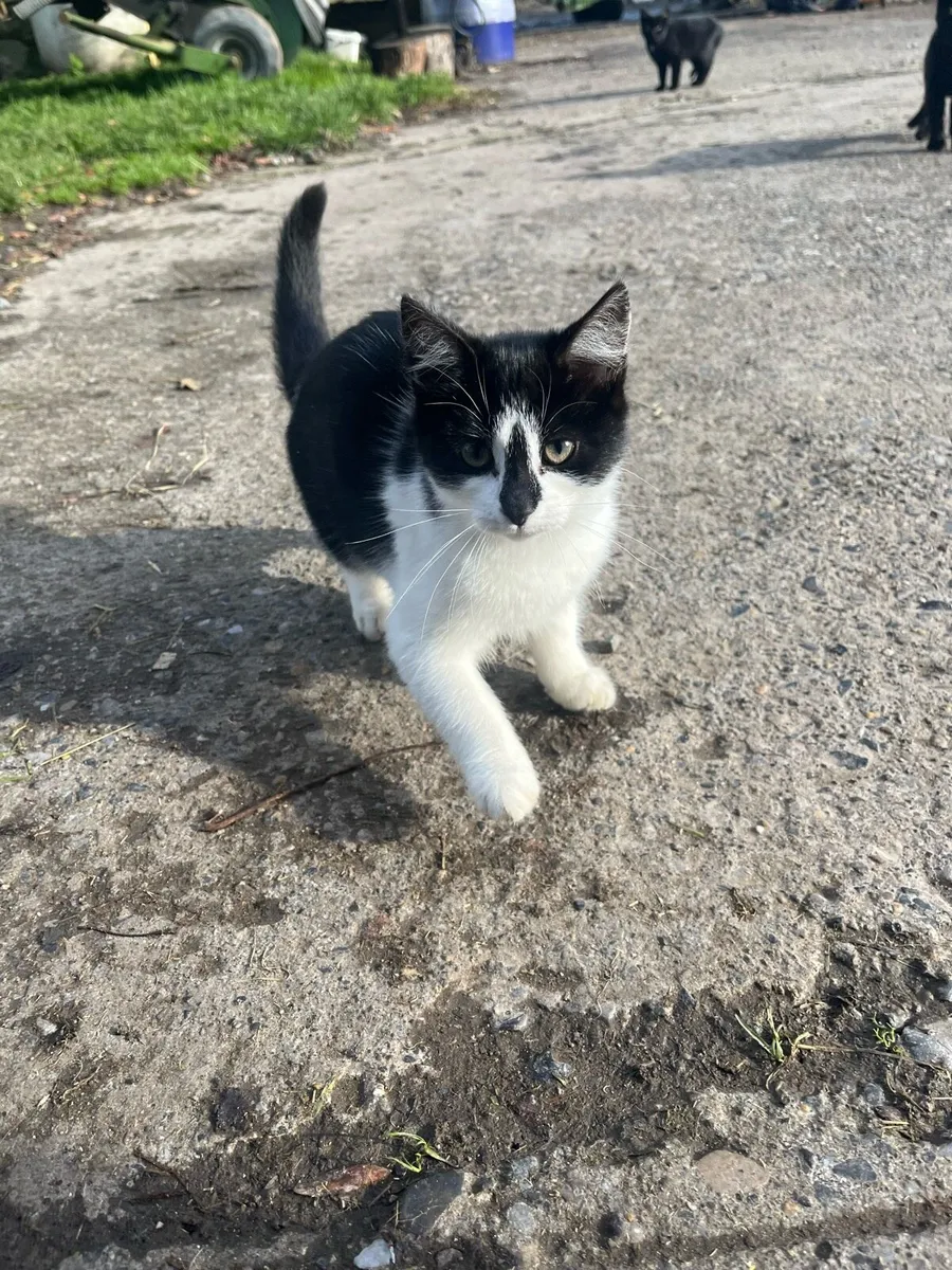 Kittens for sale - Image 1