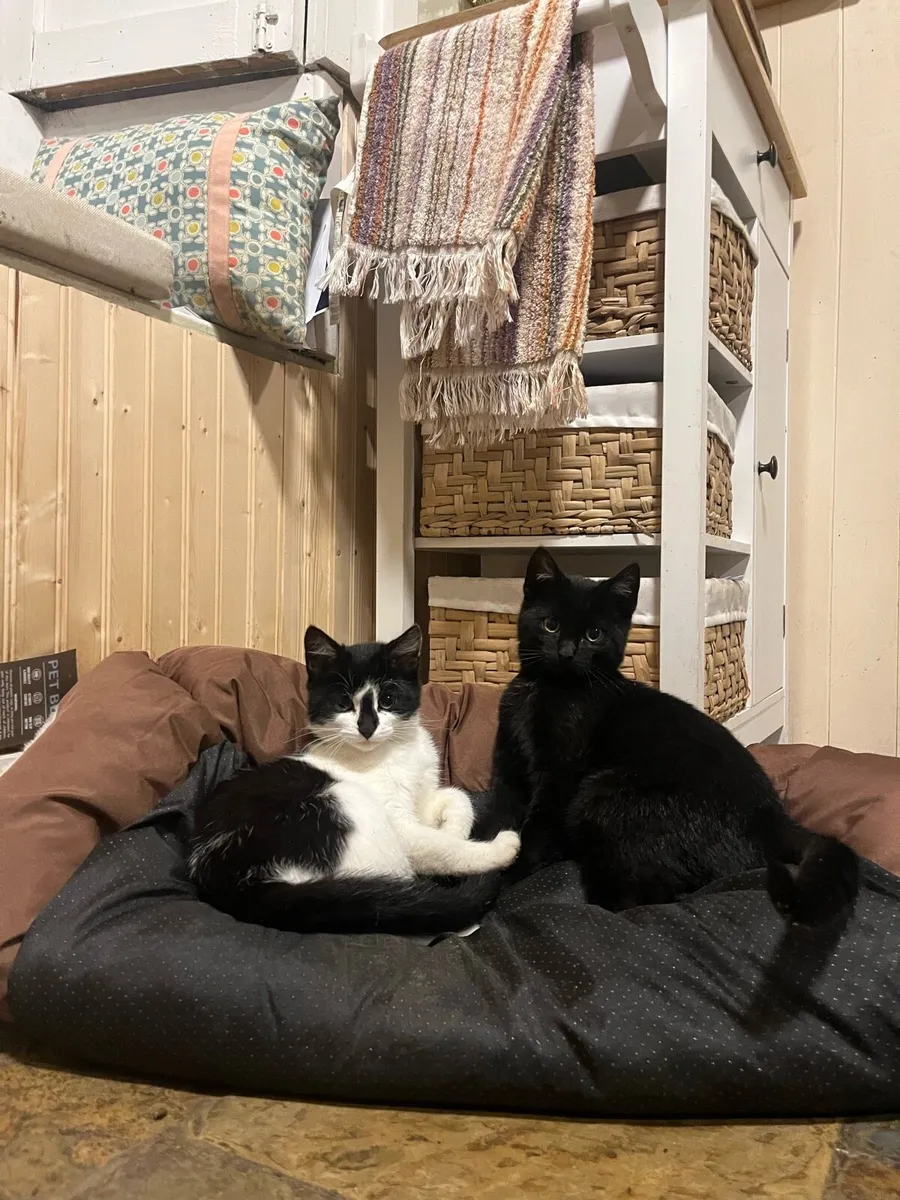 Kittens for sale - Image 2