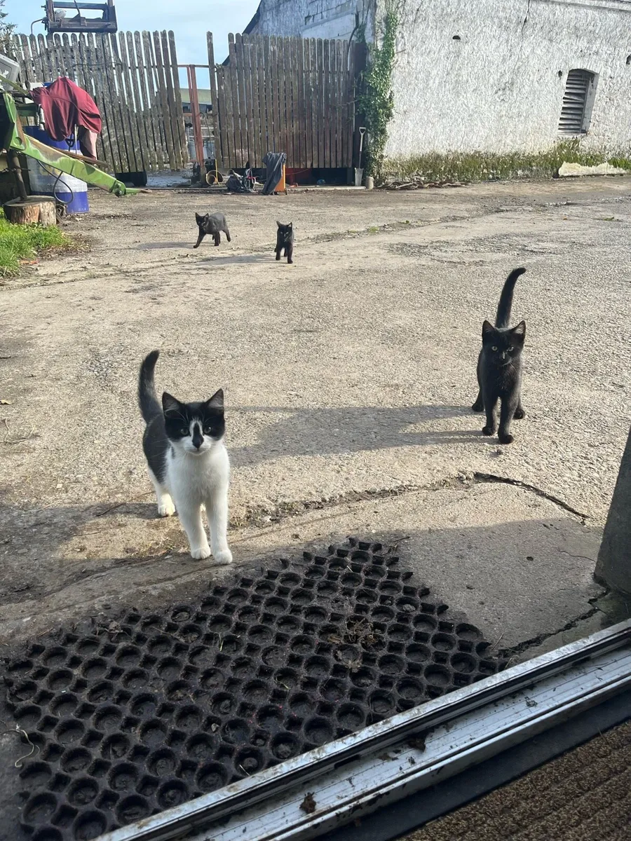 Kittens for sale - Image 3