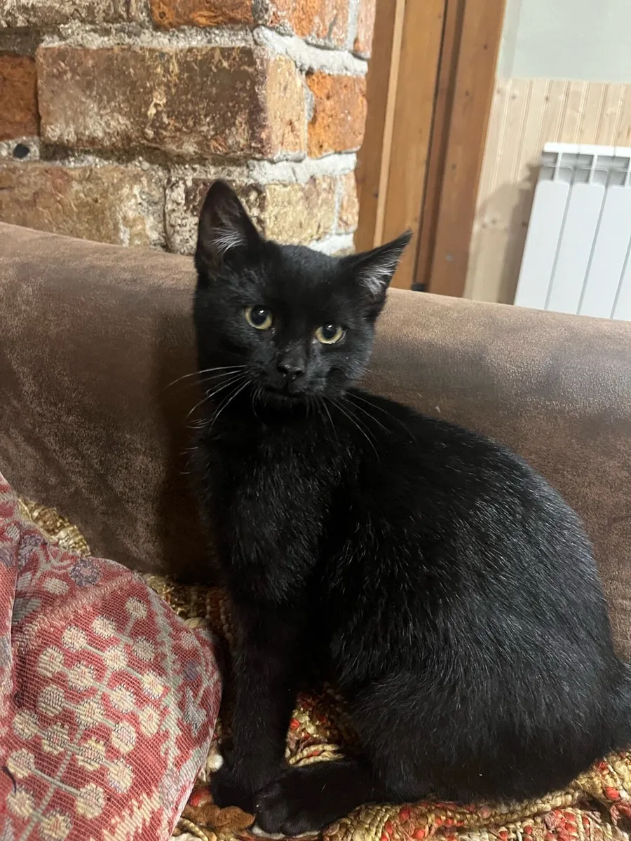 Kittens for sale - Image 4