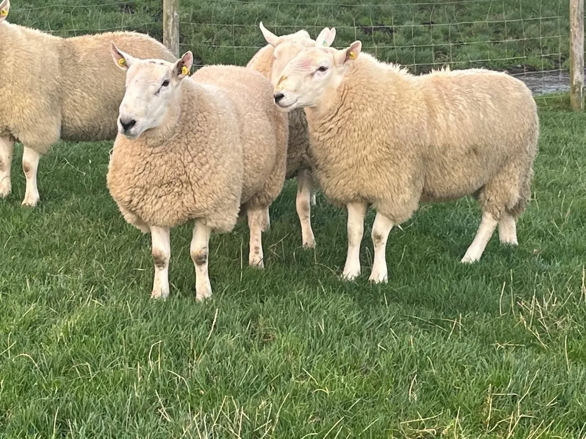 Pedigree Cheviot Rams - Image 1