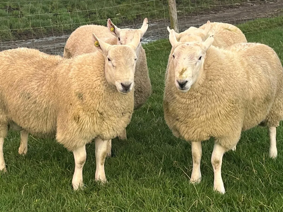 Pedigree Cheviot Rams - Image 2