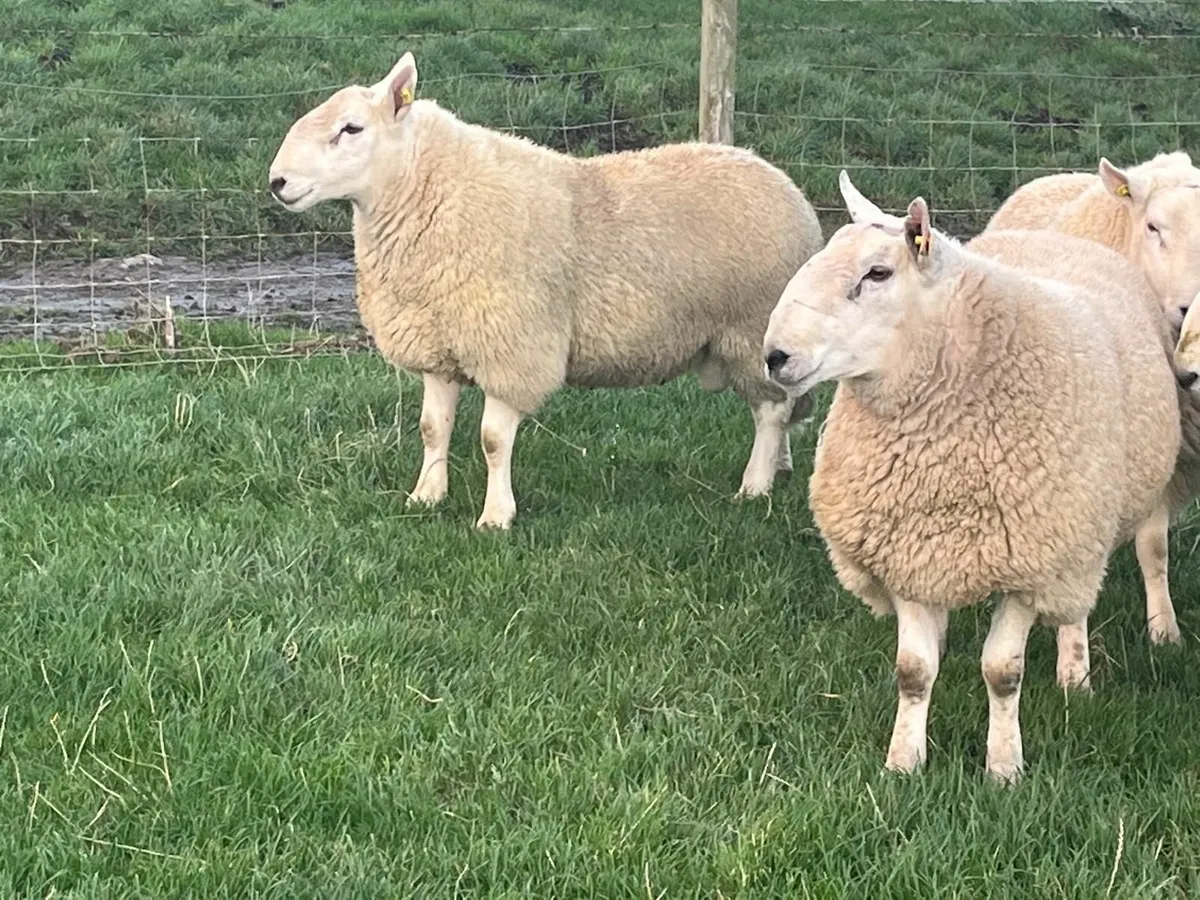 Pedigree Cheviot Rams - Image 3