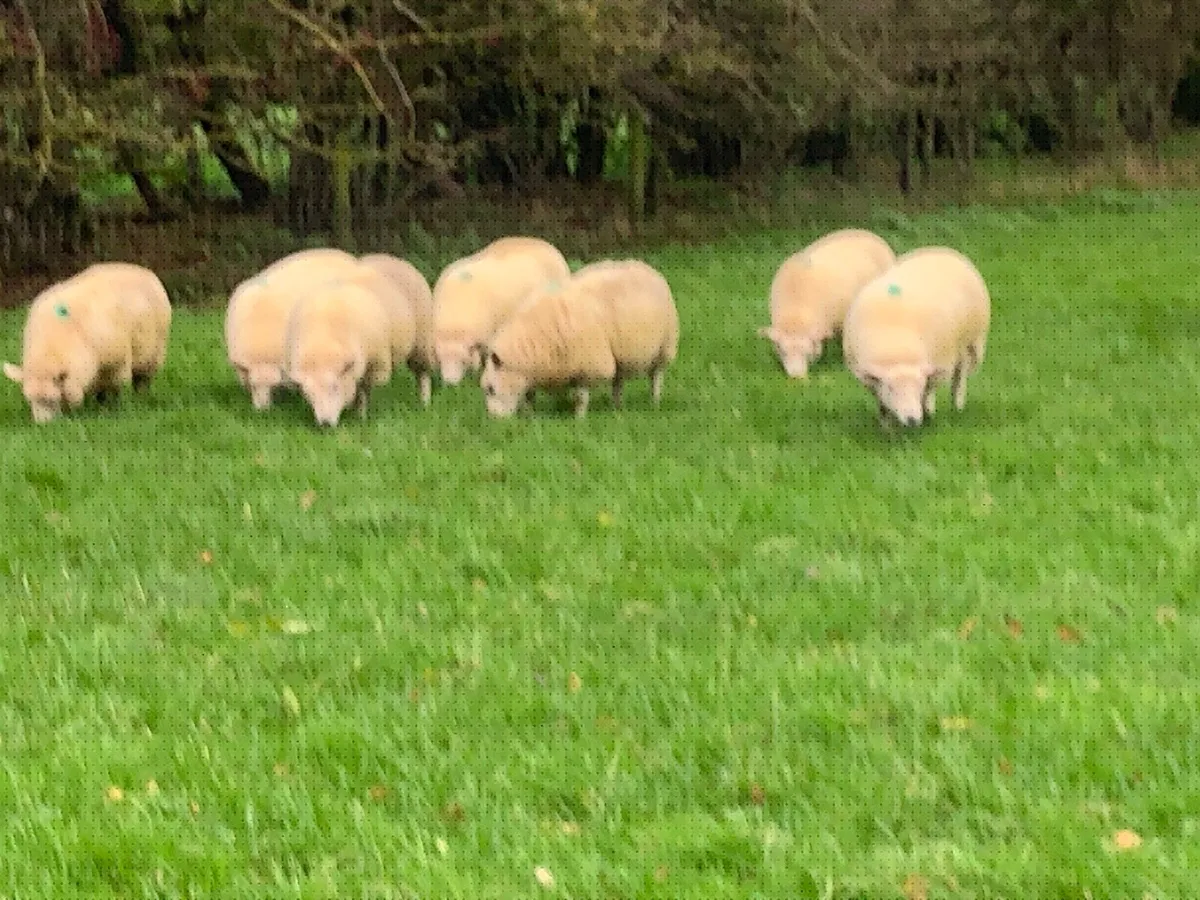 Texel Cross Ewe Lambs - Image 2