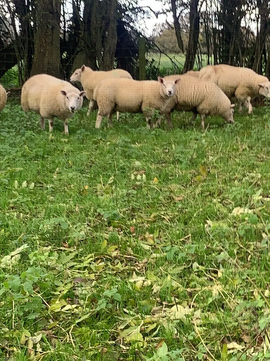 Texel Cross Ewe Lambs - Image 3