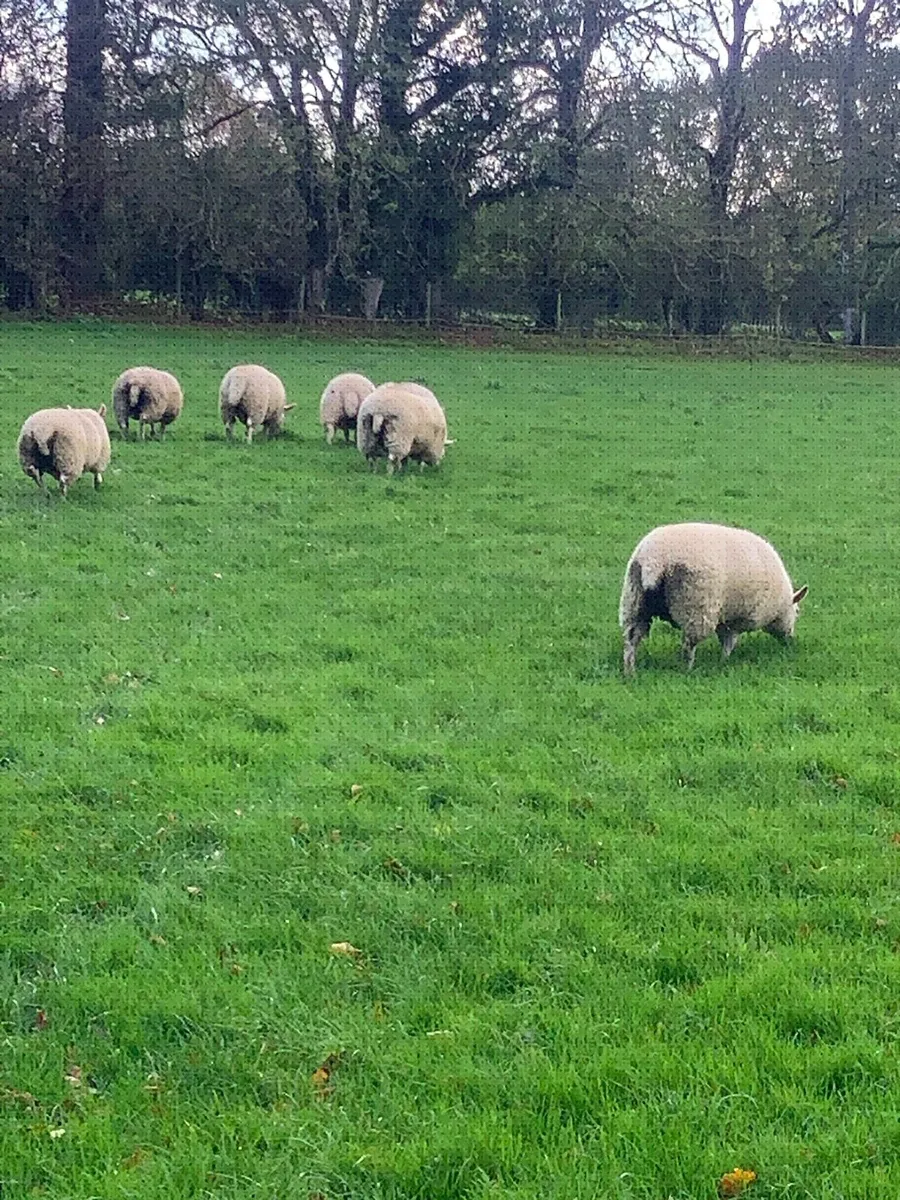 Texel Cross Ewe Lambs - Image 4