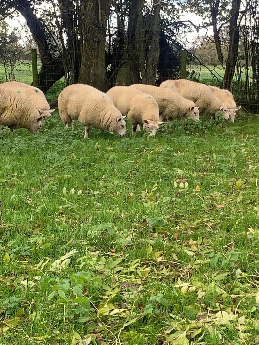 Texel Cross Ewe Lambs - Image 1