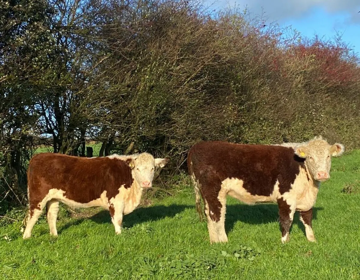 Pedigree Hereford Heifers. - Image 2