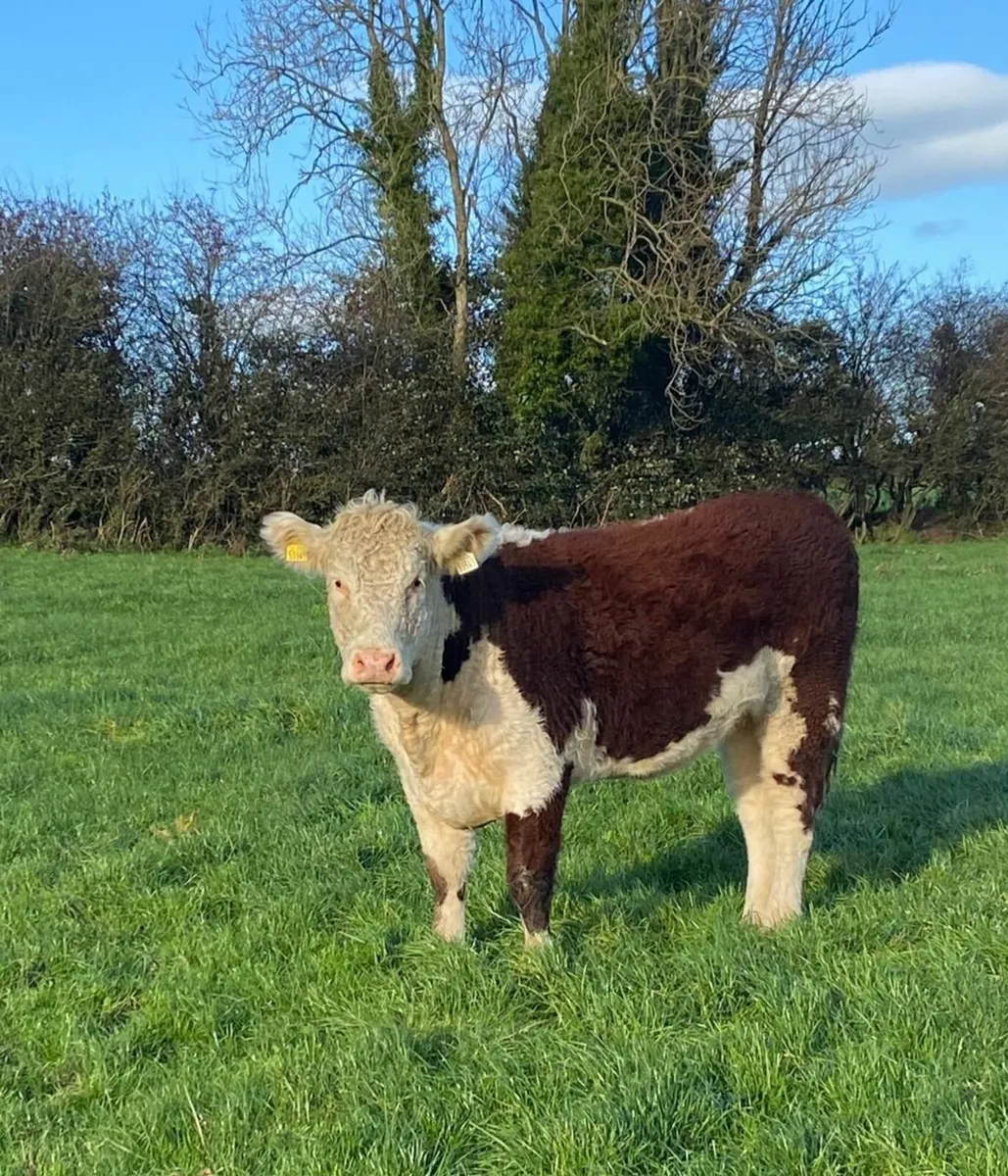 Pedigree Hereford Heifers. - Image 3